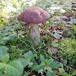 بيت للعطل Rooslepa Puhkemaja *