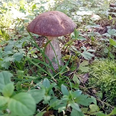 Vakantiehuis Rooslepa Puhkemaja *