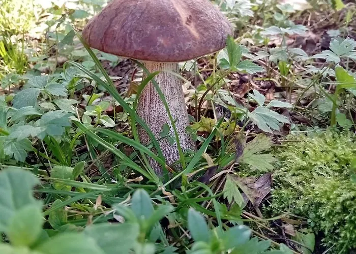 Holiday home Rooslepa Puhkemaja *